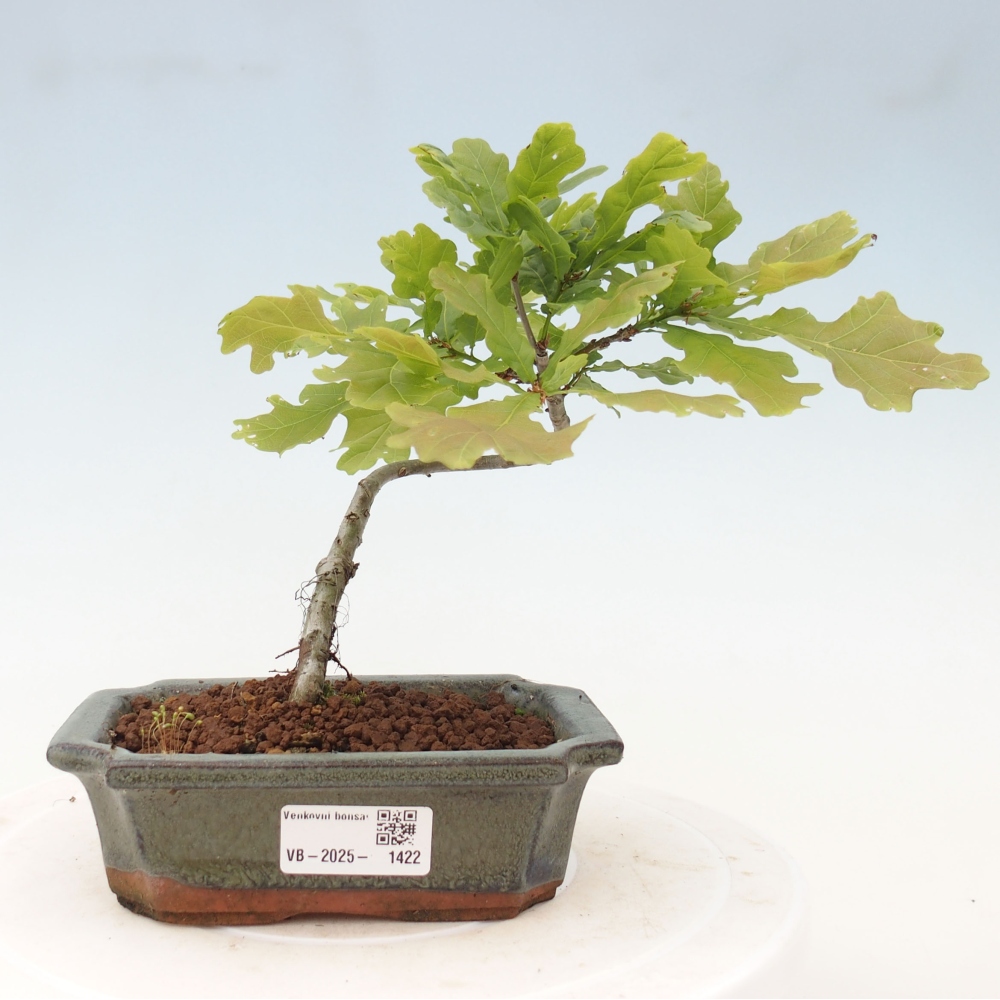 Outdoor bonsai - Quercus robur - oak