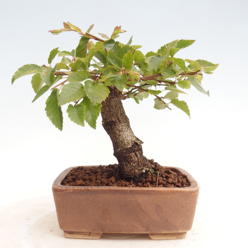 Outdoor bonsai -Carpinus CARPINOIDES - Korean Hornbeam