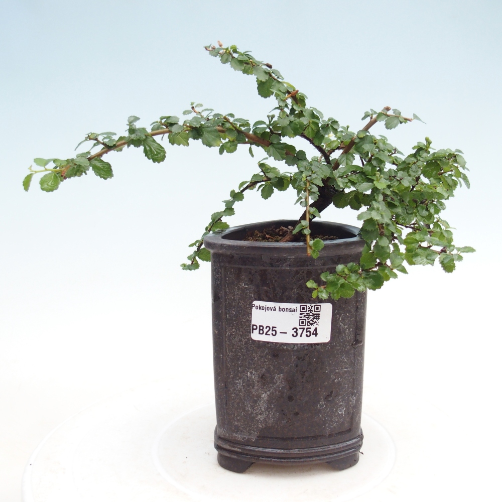 Room bonsai - Grewia sp. - Grewia malafolia