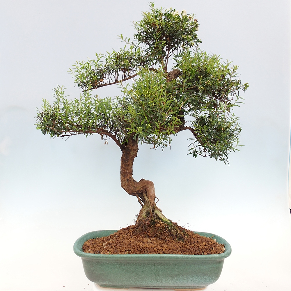 Indoor bonsai - Syzygium - Pimento - PERSONAL COLLECTION ONLY or pallet transport
