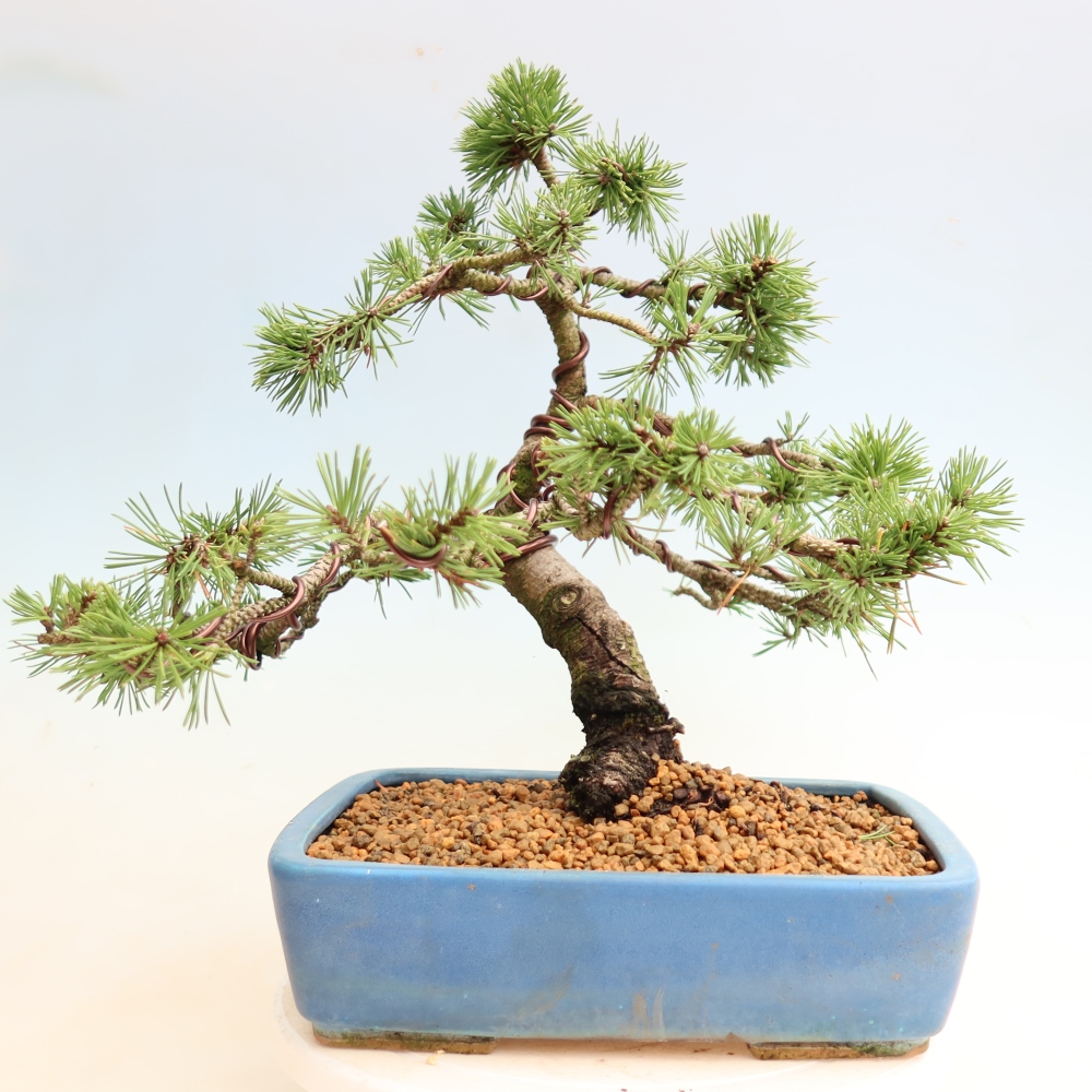 Outdoor Bonsai - Pinus mugo Humpy  - Mountain Pine