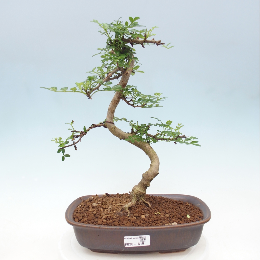 Room bonsai - Zantoxylum piperitum - pepper tree