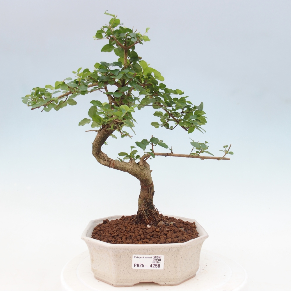 Room bonsai -Ligustrum chinensis - Birds Beak