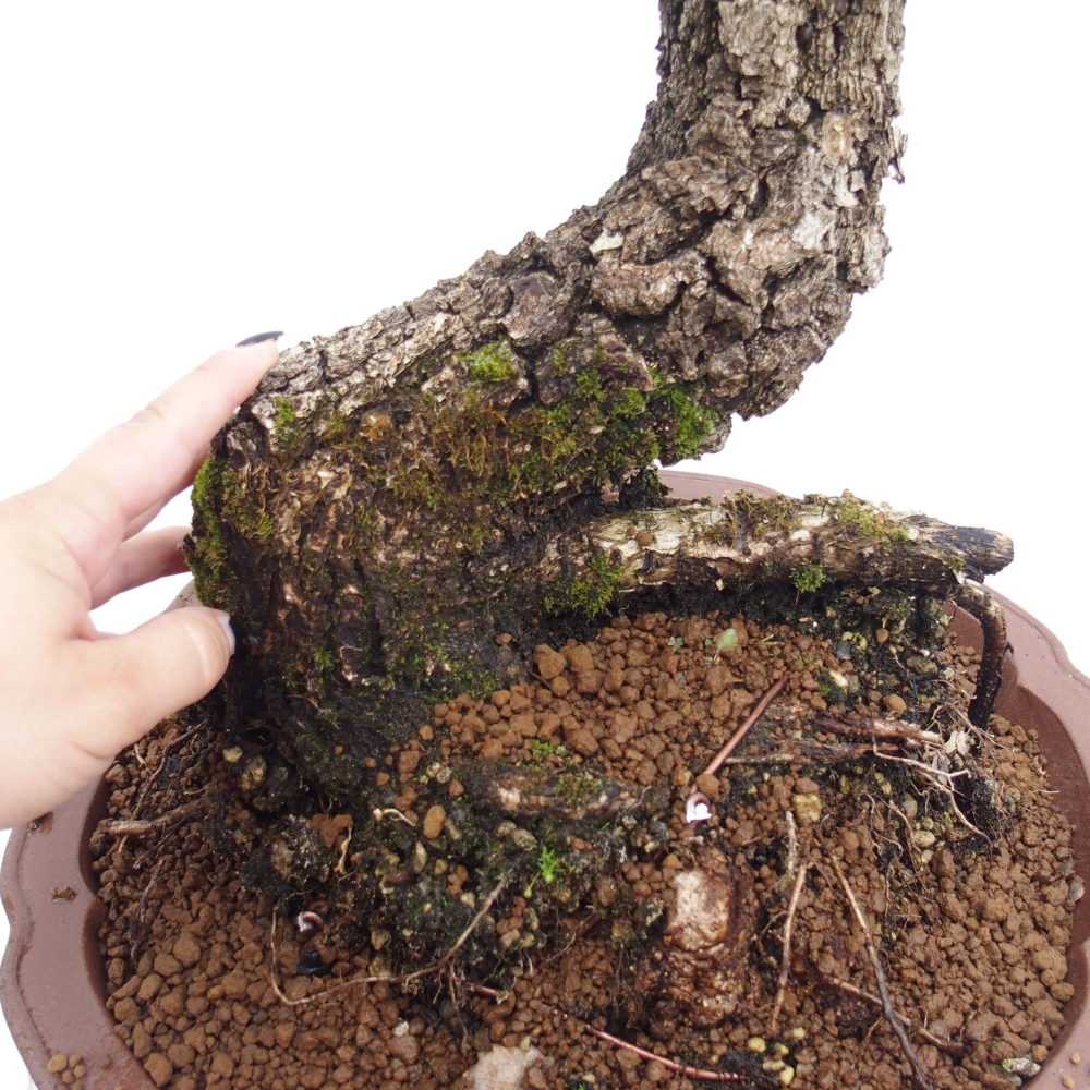 Yamadori - Quercus Ilex - Oak holly