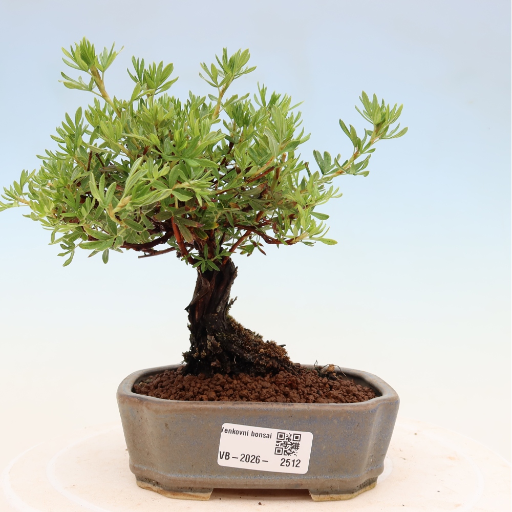 Outdoor bonsai - Potentila fruticosa