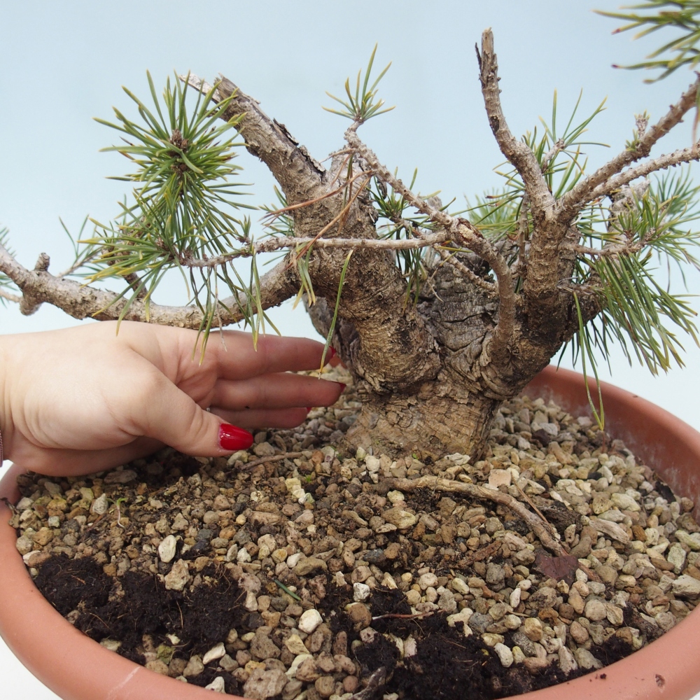 Yamadori - Pinus sylvestris Spain