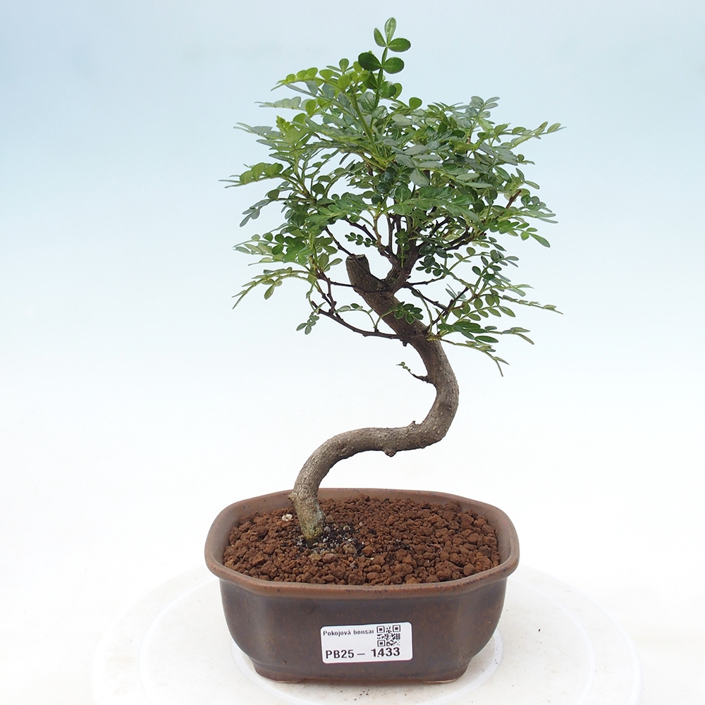 Indoor bonsai - Zantoxylum piperitum - Peppermint