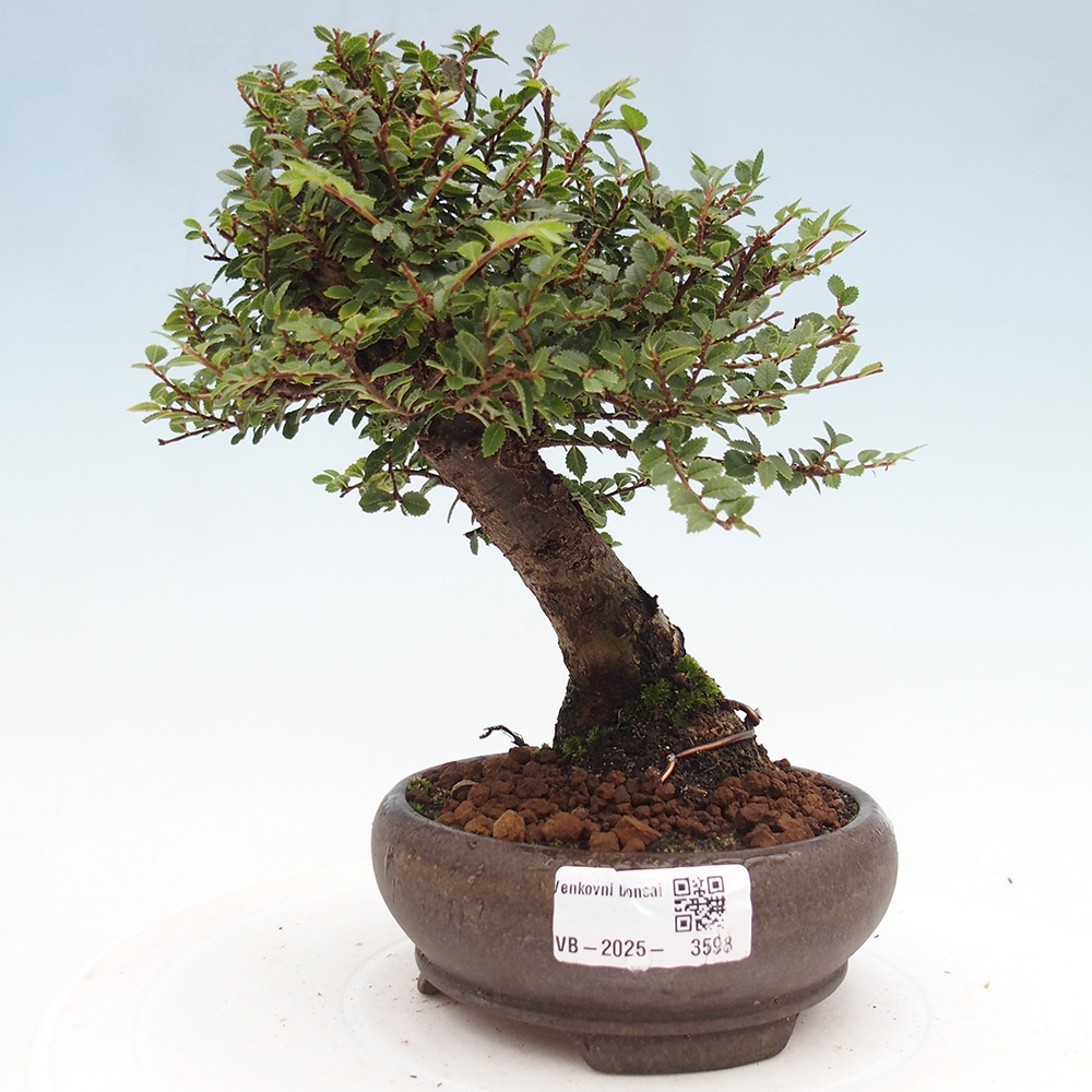 Outdoor bonsai - Ulmus parvifolia Hokkaido - Chinese elm