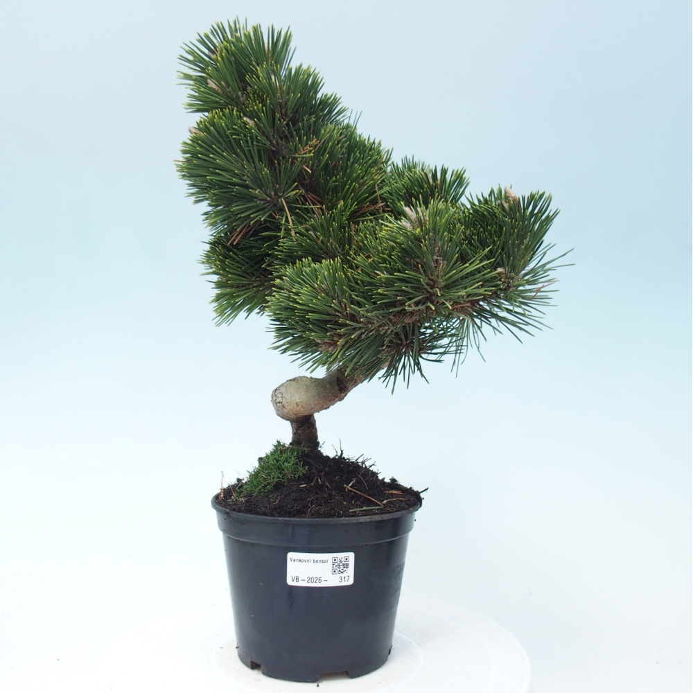 Outdoor bonsai - Pinus thunbergii senjyumaru - Thunberg pine