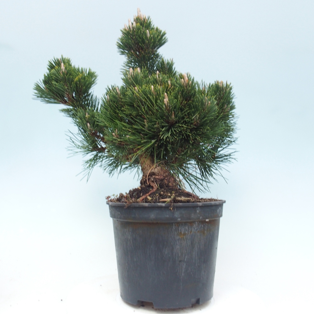Outdoor bonsai - Pinus thunbergii senjyumaru - Thunberg pine