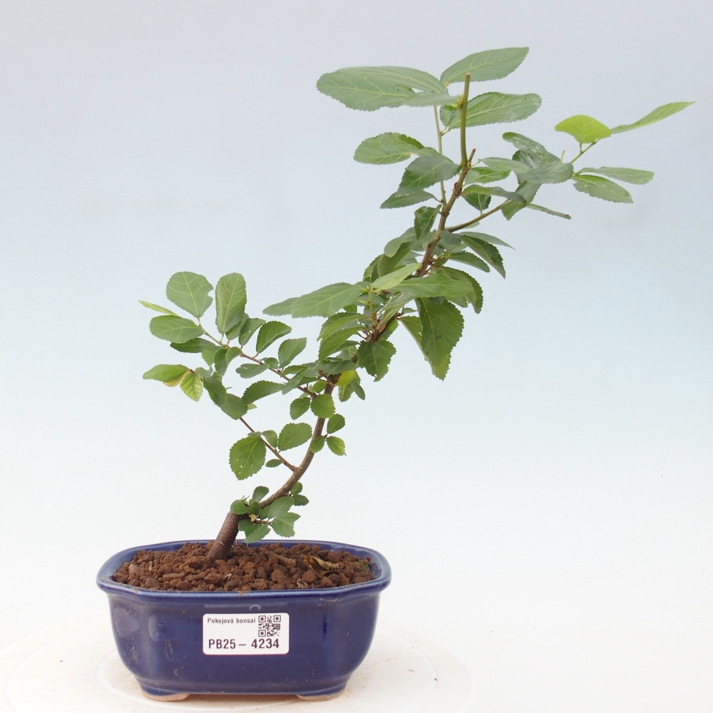 Indoor bonsai - Grewia occidentalis - Lavender Starfish