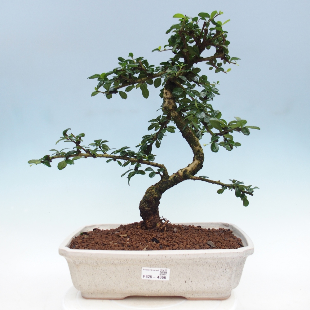 Room bonsai - Carmona macrophylla - Tea fuki