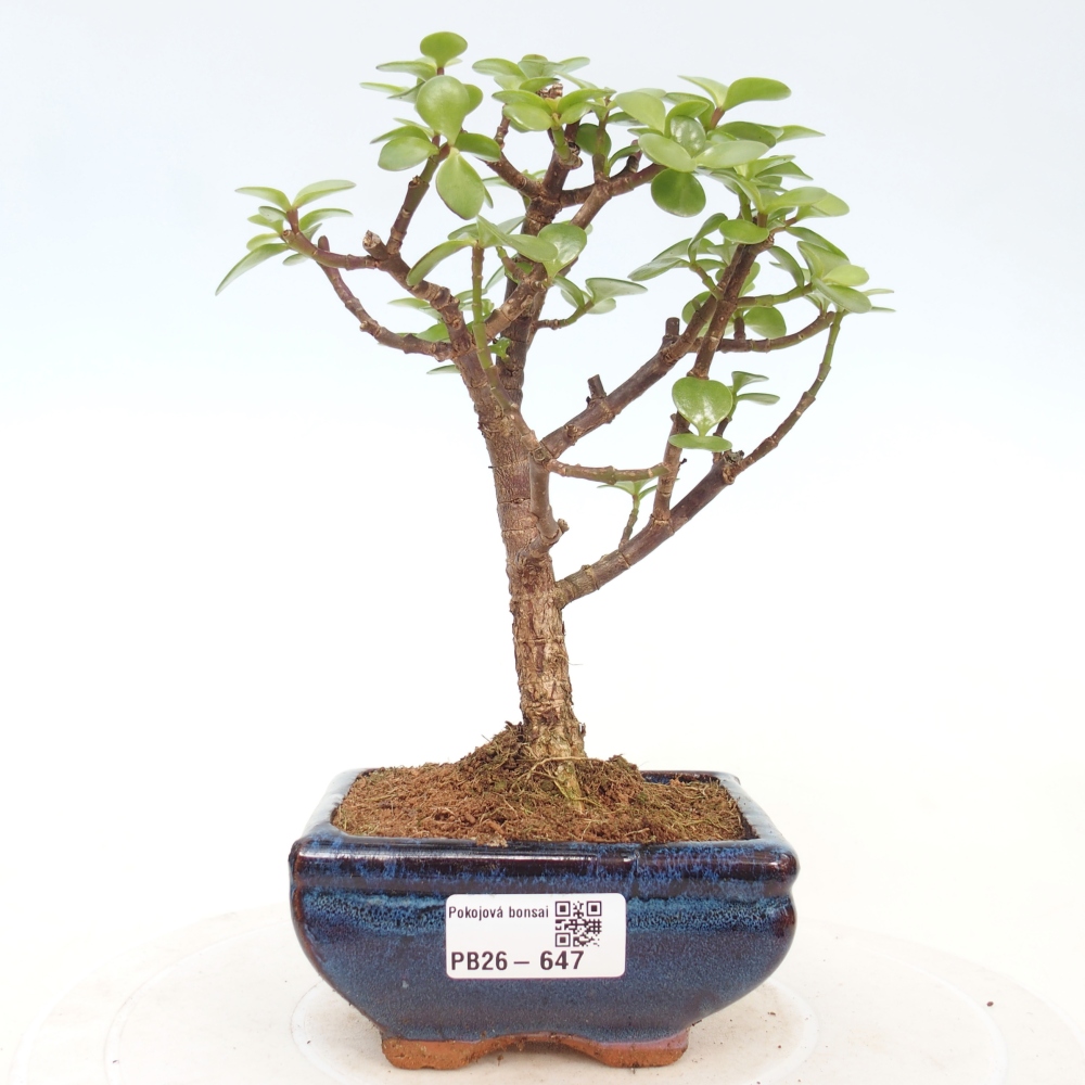 Room bonsai - Portulakaria Afra - Tlustice