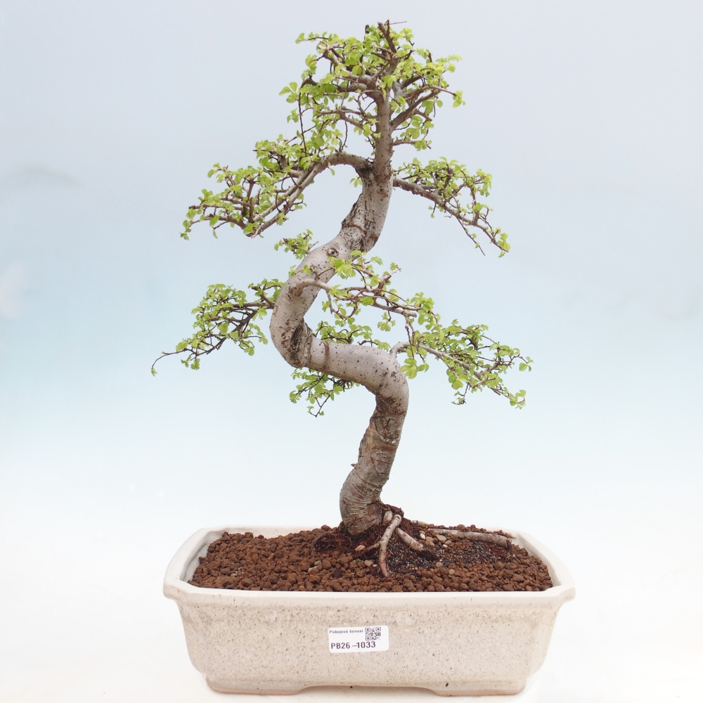 Room bonsai - Ulmus parvifolia - Small-leaved elm