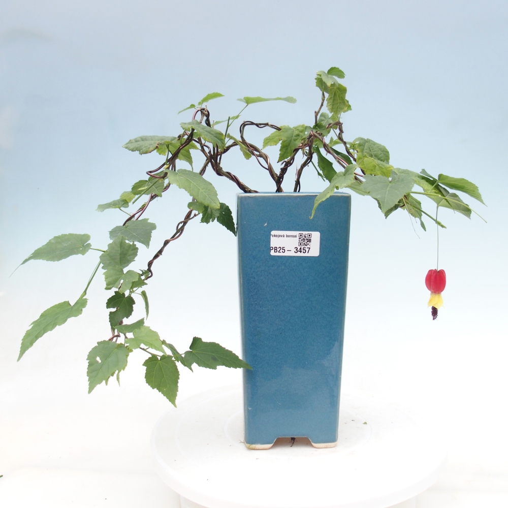 Indoor bonsai - Abutilon Big Bell - Cloudberry