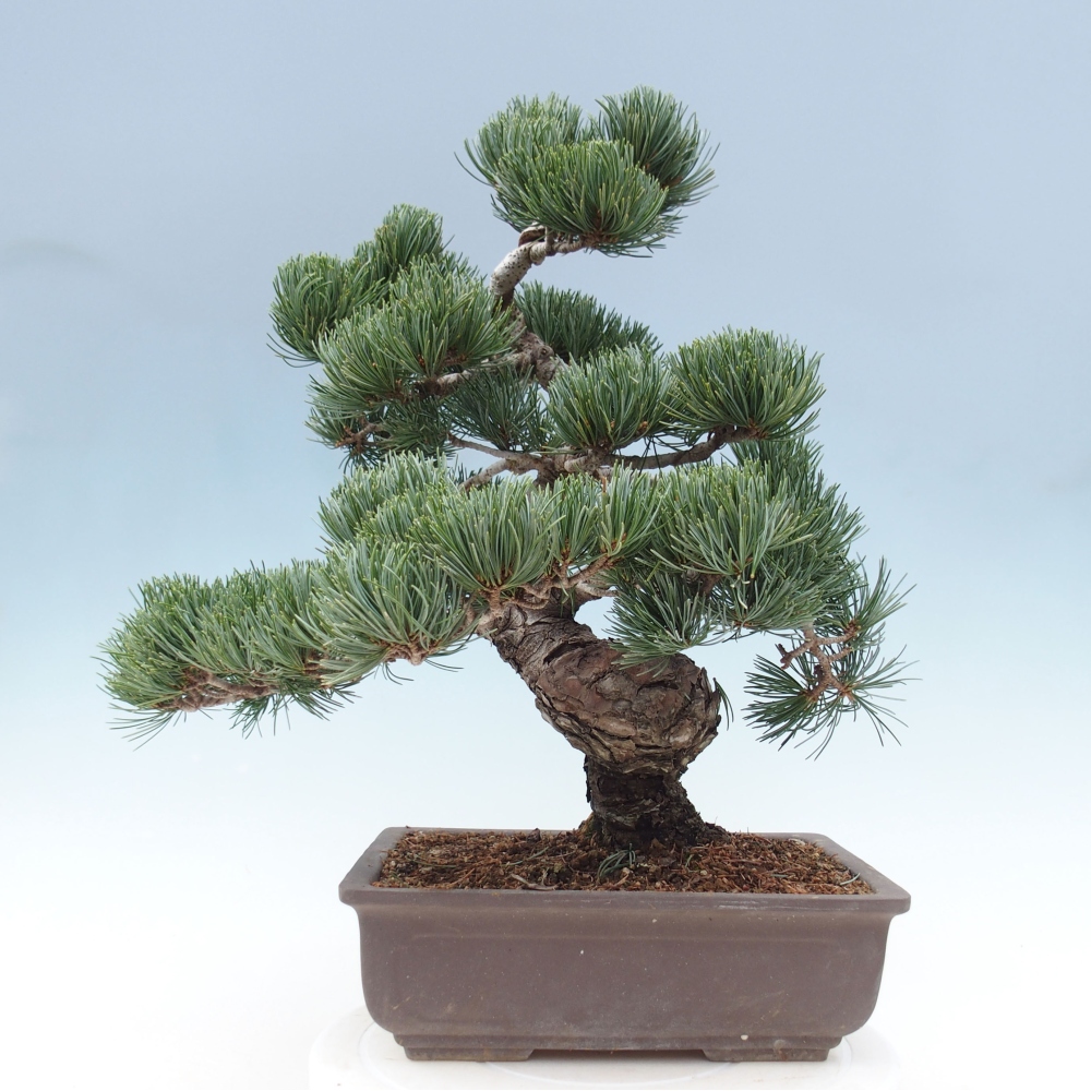 Outdoor bonsai - Pinus parviflora - Small pine tree