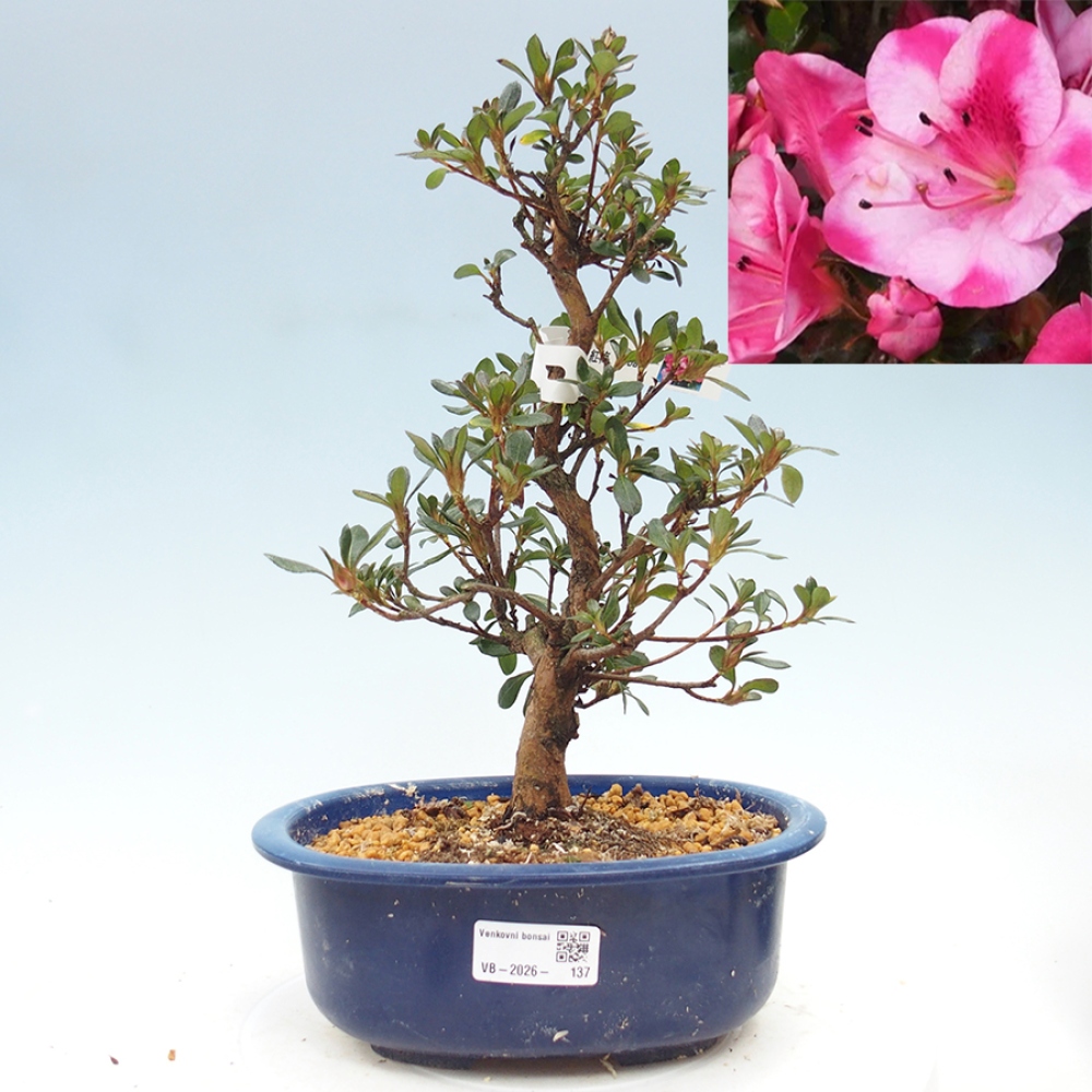 Outdoor bonsai - Japanese Azalea - Azalea Kobai