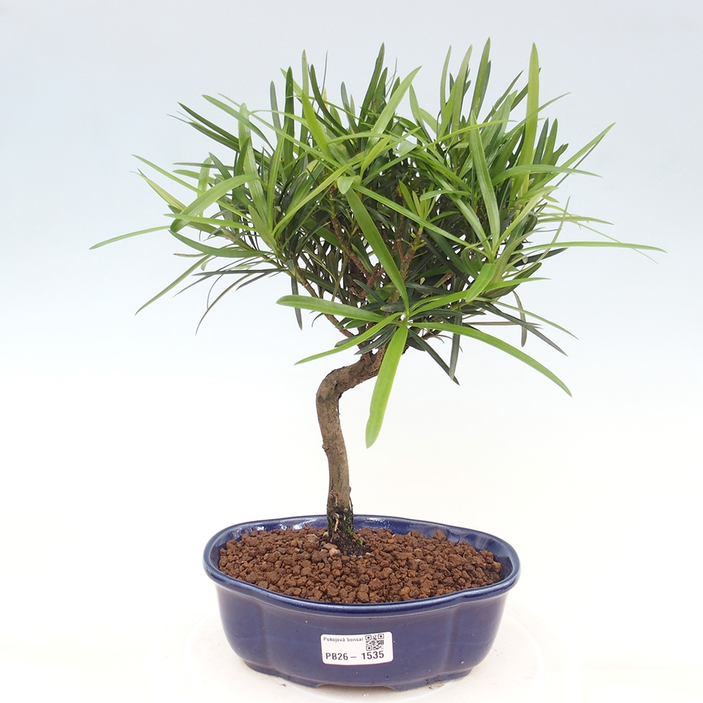 Room bonsai - Podocarpus - Stone Yew