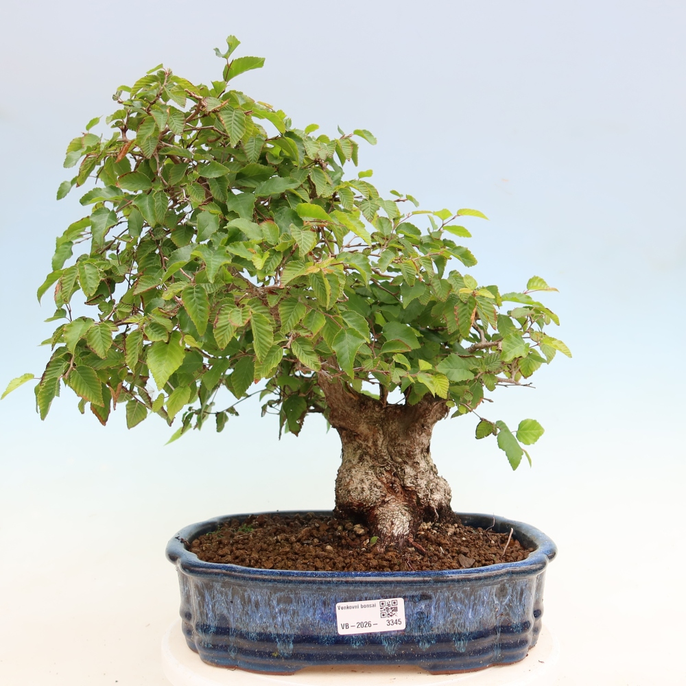 Outdoor bonsai -Carpinus coreana - Korean Hornbeam