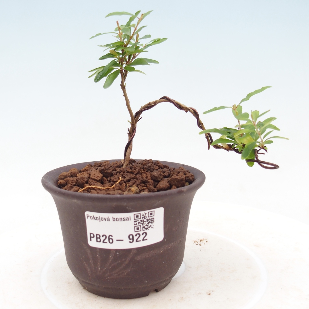 Room bonsai-PUNICA granatum nana-Granate apple