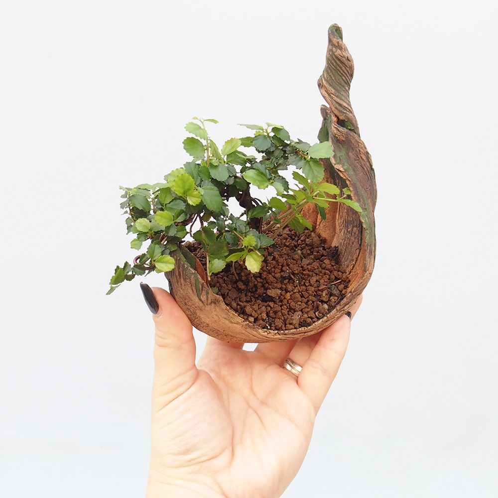 Room bonsai - Grewia sp. - Grewia malafolia