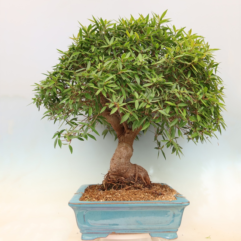 Room bonsai - Ficus nerifolia - small-leaved ficus