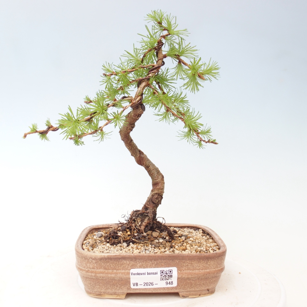 Outdoor bonsai - Larix Kaempferi - Japanese Larch