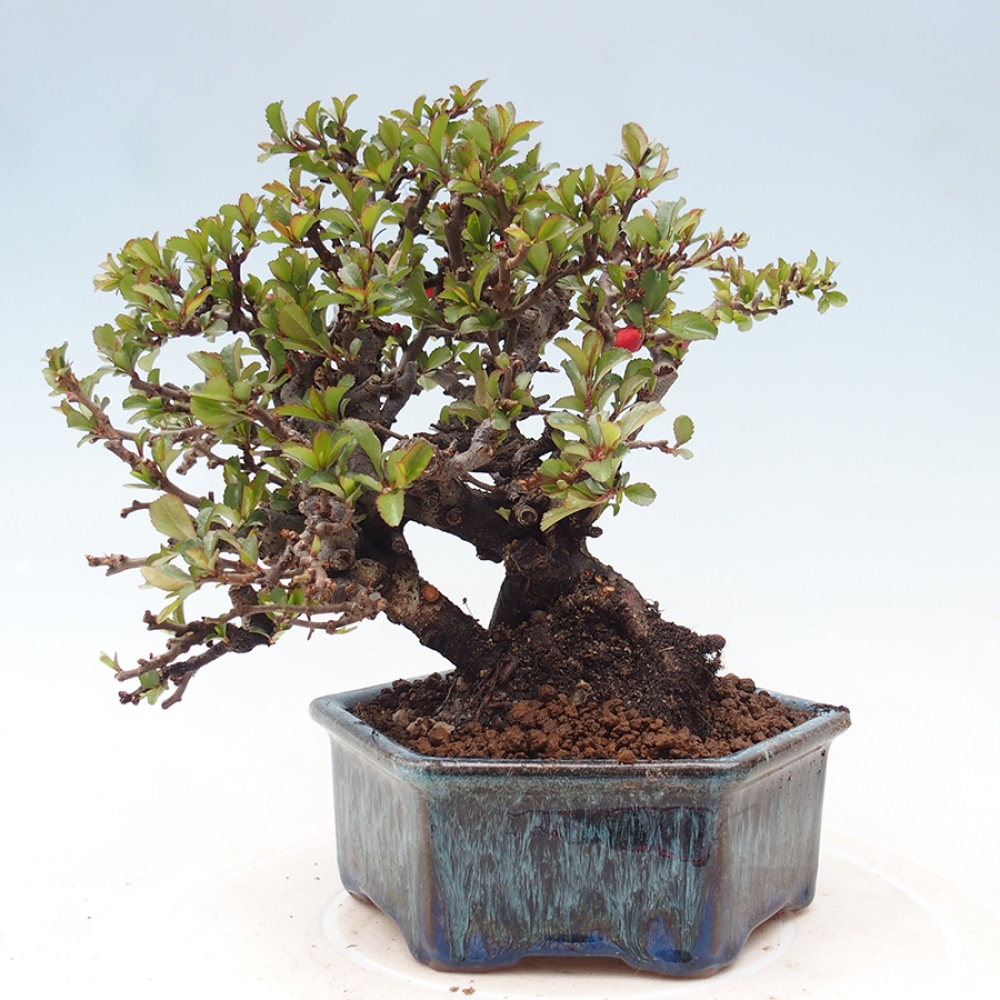 Outdoor bonsai - Chaneomeles speciosa - Quince