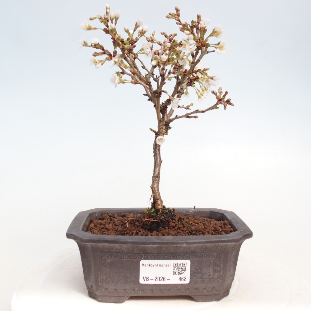 Outdoor bonsai - Prunus incisa Kojou-no mai-Plivon cut out
