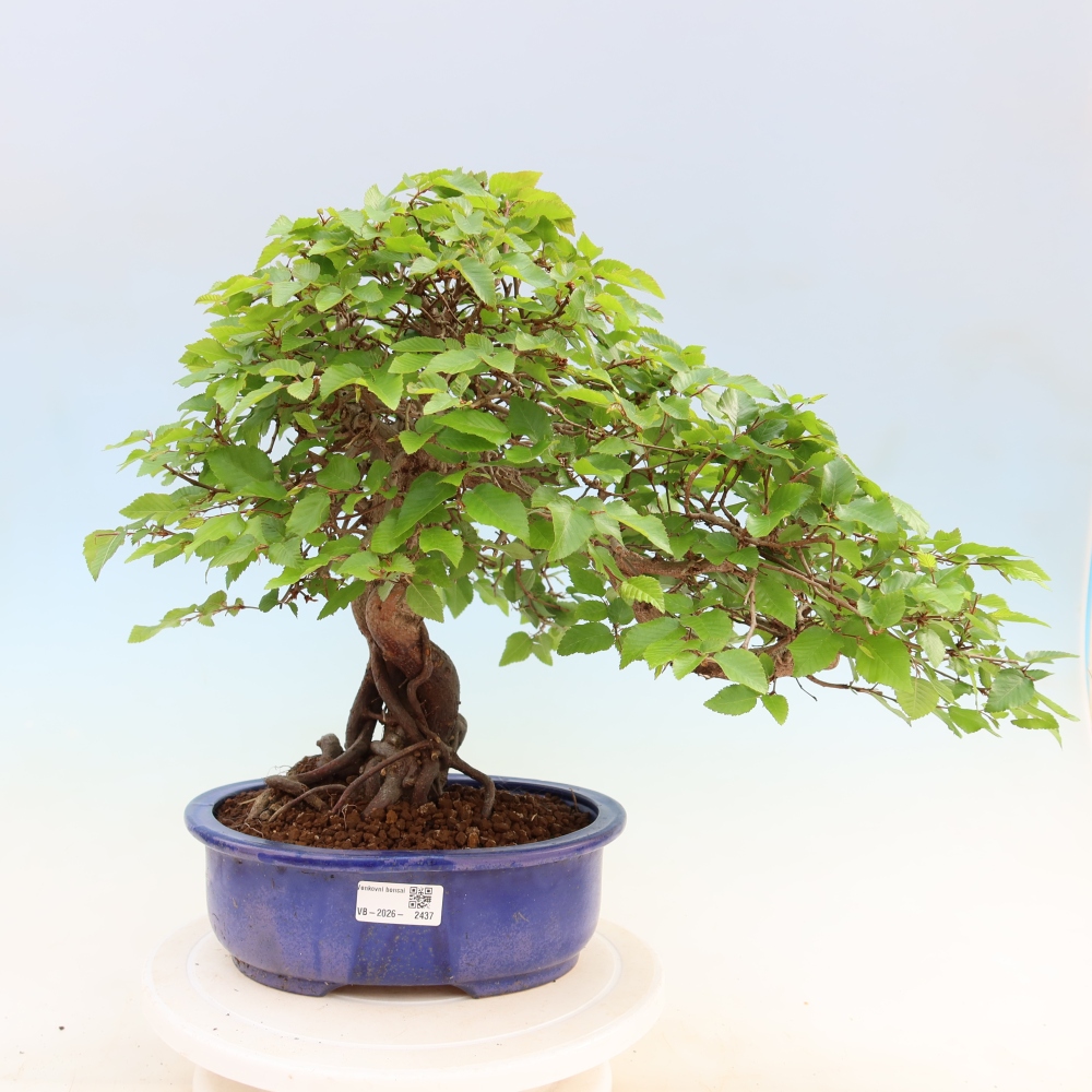 Outdoor bonsai -Carpinus coreana - Korean Hornbeam