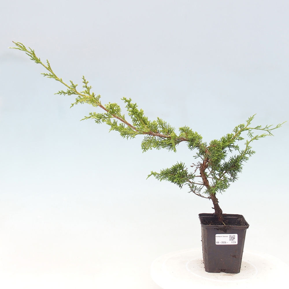 Outdoor bonsai - Juniperus chinensis Itoigawa