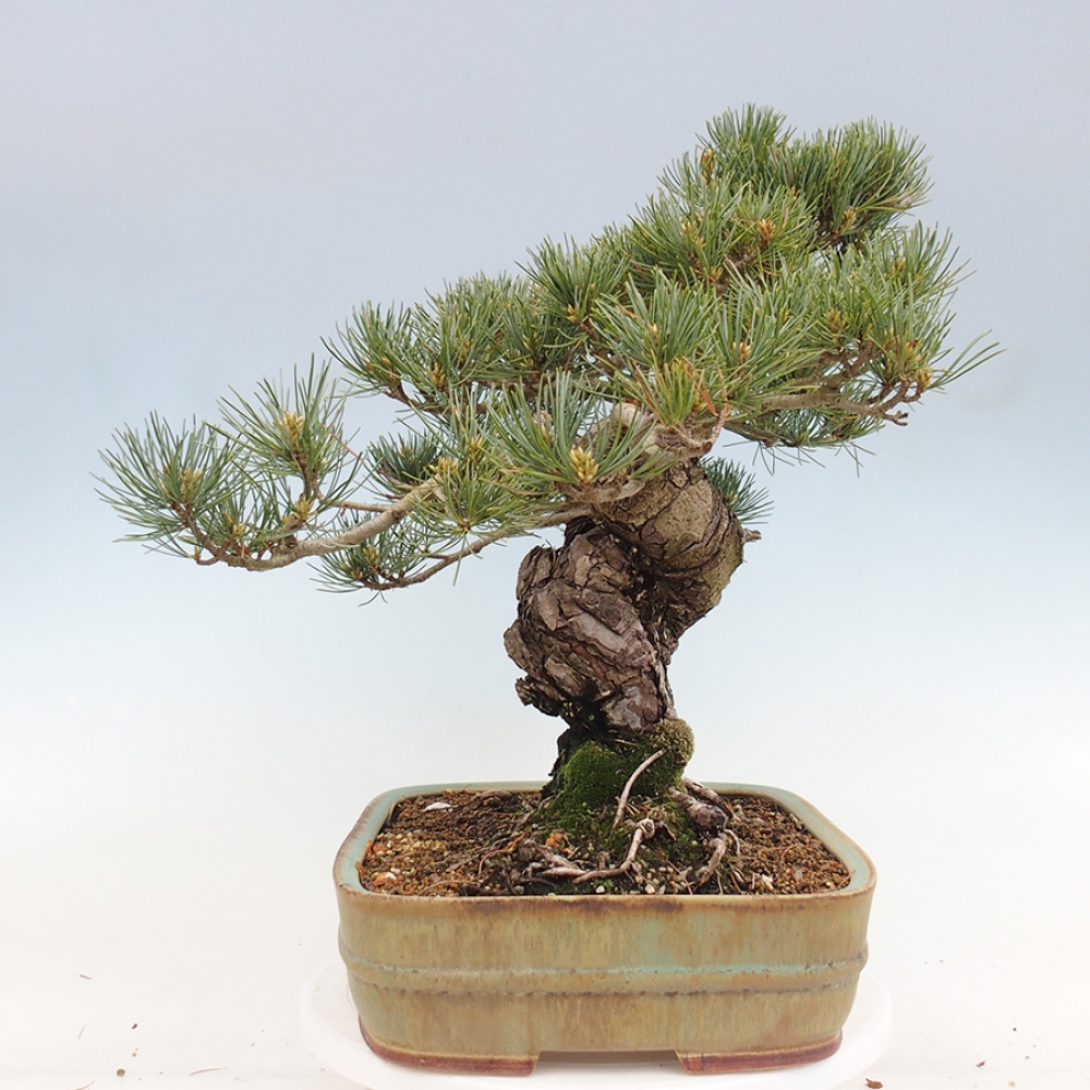 Outdoor bonsai - Pinus parviflora - Pinus parviflora