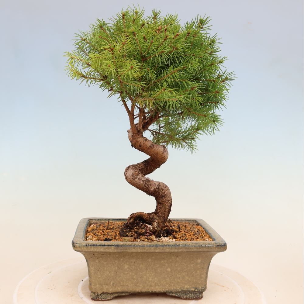 Outdoor bonsai - Spruce - Picea glauca globe
