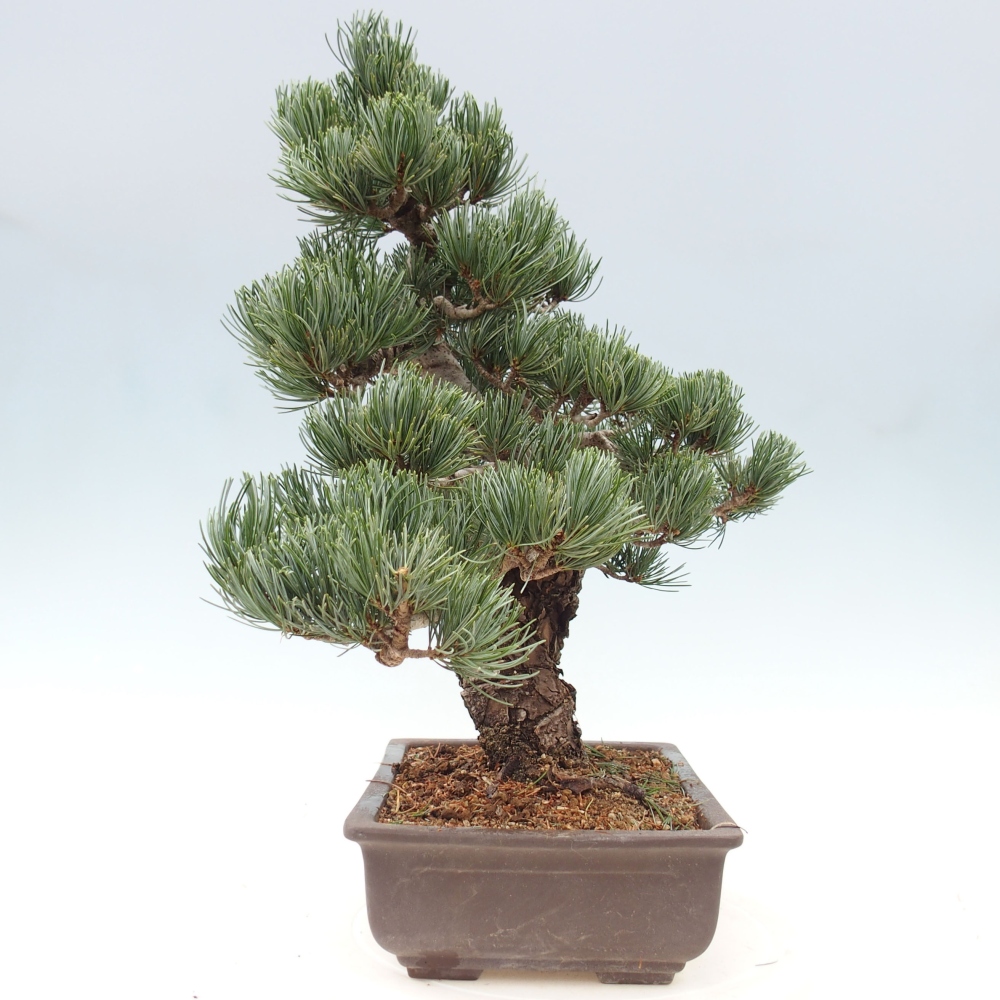 Outdoor bonsai - Pinus parviflora - Small pine tree