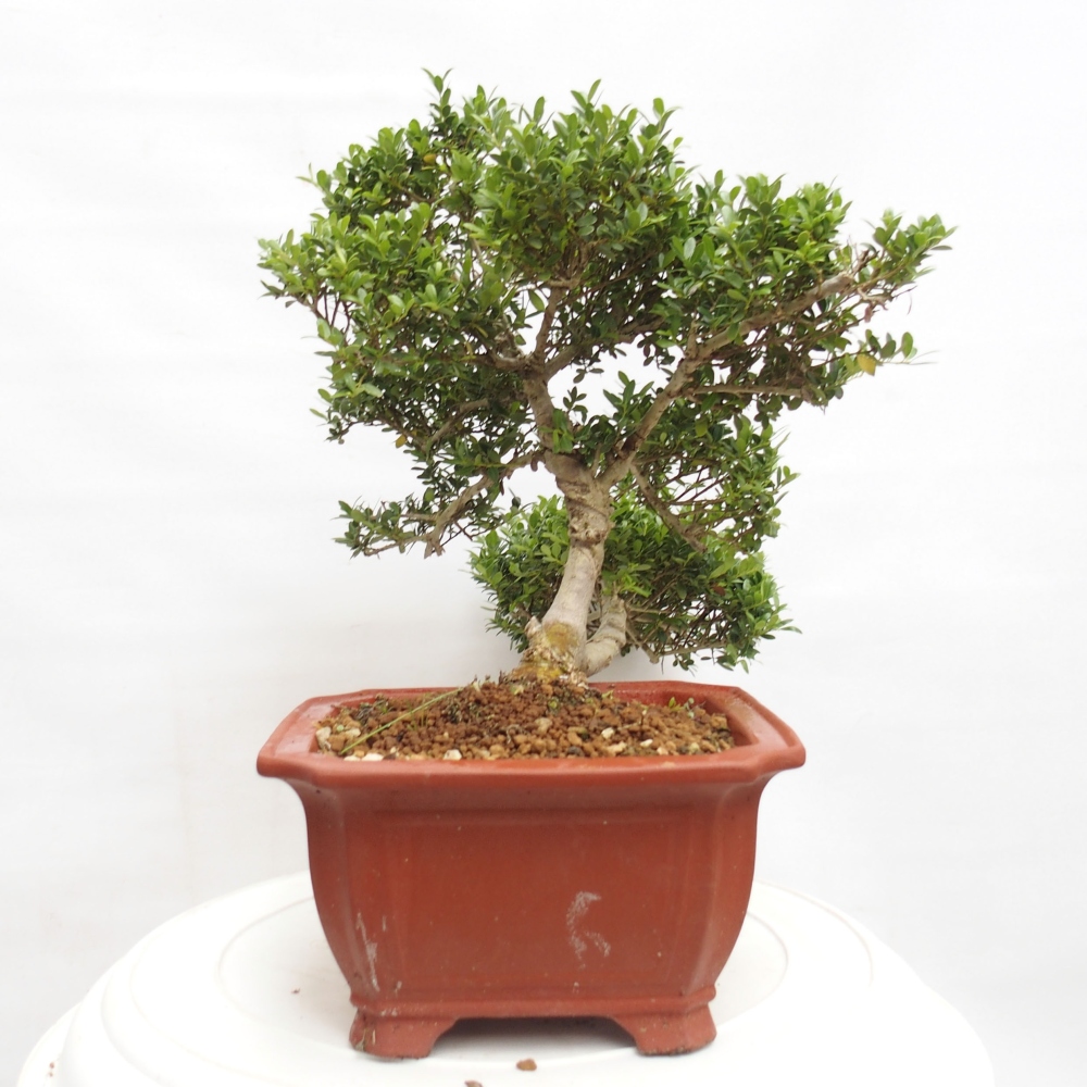 Indoor bonsai - Ilex crenata - Holly