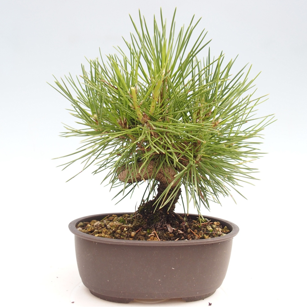Outdoor bonsai - Pinus thunbergii - Thunbergia pine