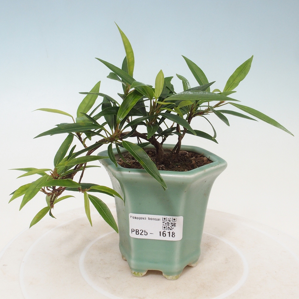 Indoor bonsai - Ficus nerifolia - small-leaved ficus