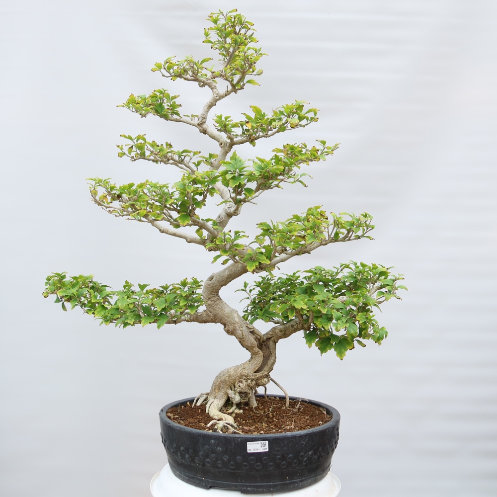 Outdoor Bonsai - Hibiscus syriacus - Syrian Hibiscus