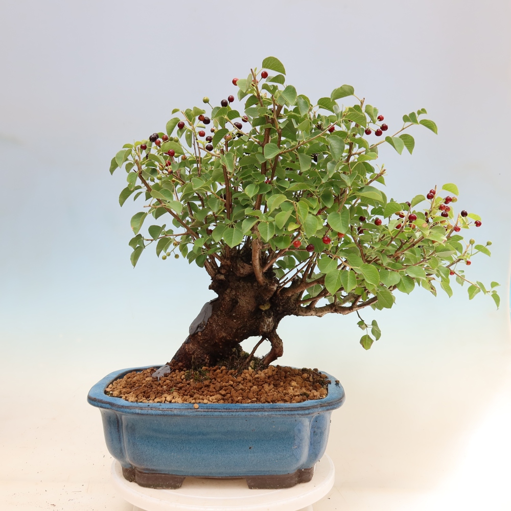 Outdoor Bonsai - Mahaleb - Prunus mahaleb