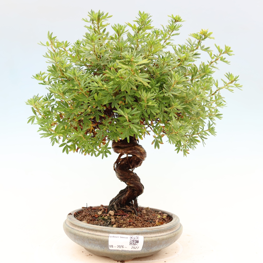 Outdoor bonsai - Potentila fruticosa
