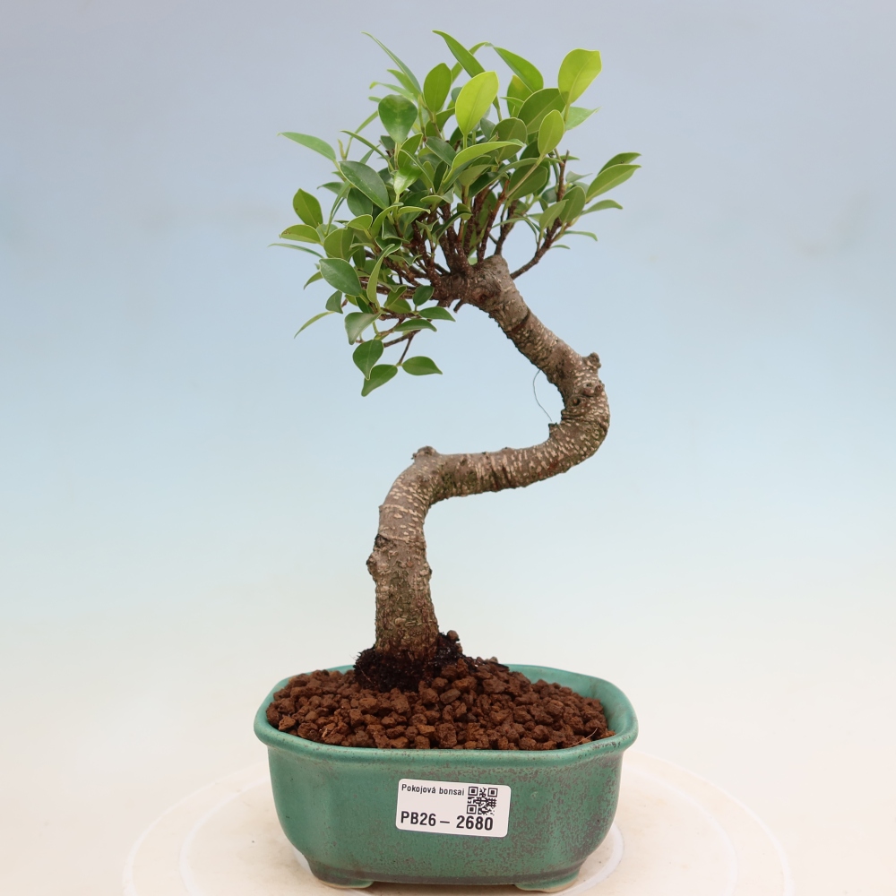 Room bonsai - Ficus kimmen - small-leaved ficus