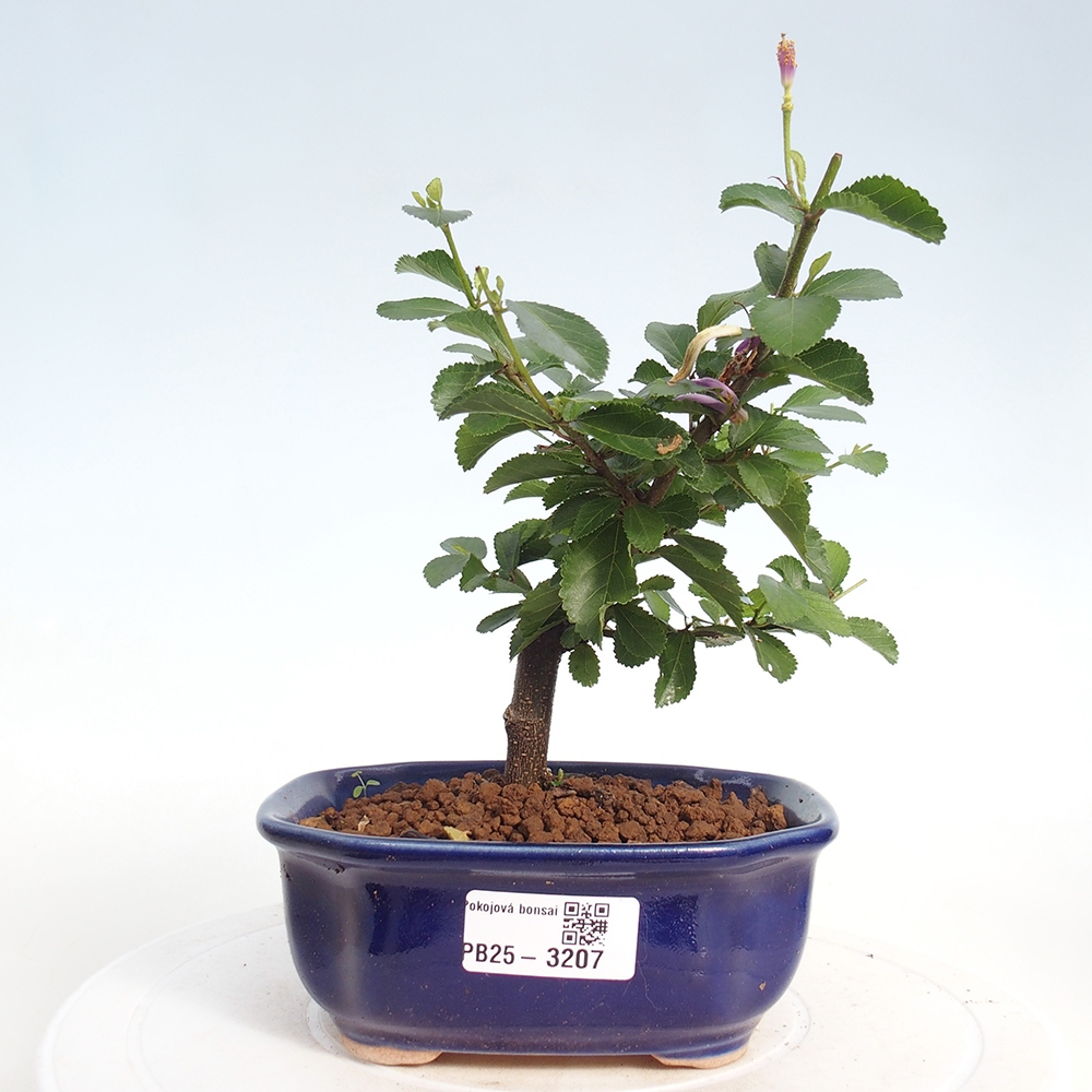 Indoor bonsai - Grewia occidentalis - Lavender star