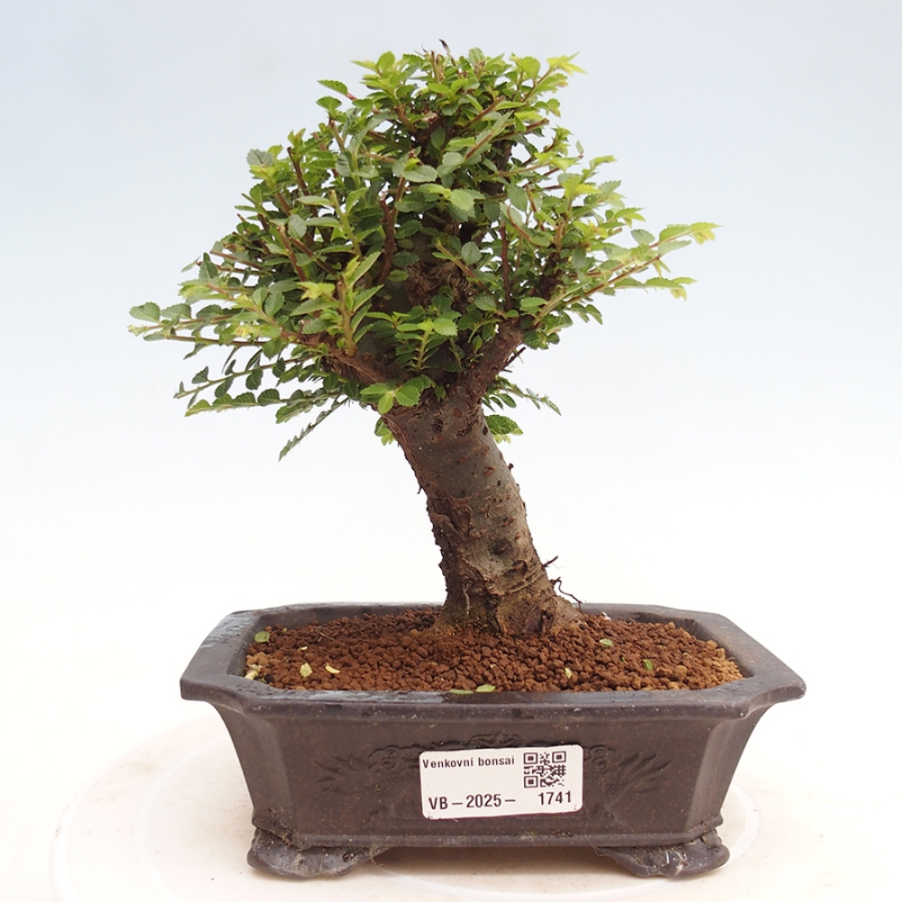 Outdoor bonsai - Ulmus parvifolia Hokkaido - Chinese elm
