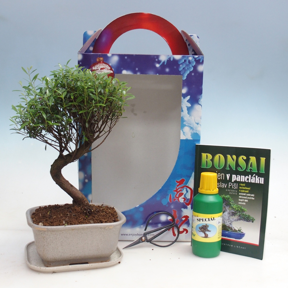 Room bonsai in gift box