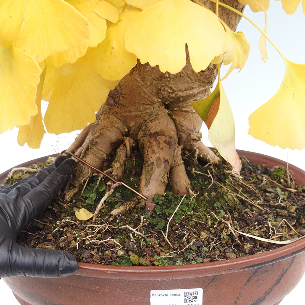 Outdoor bonsai - Jinan biloba - Ginkgo biloba