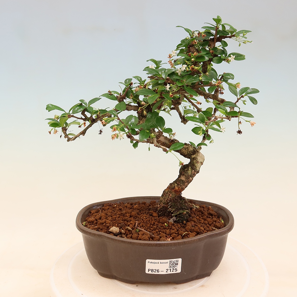 Room bonsai - Carmona macrophylla - Tea fuki