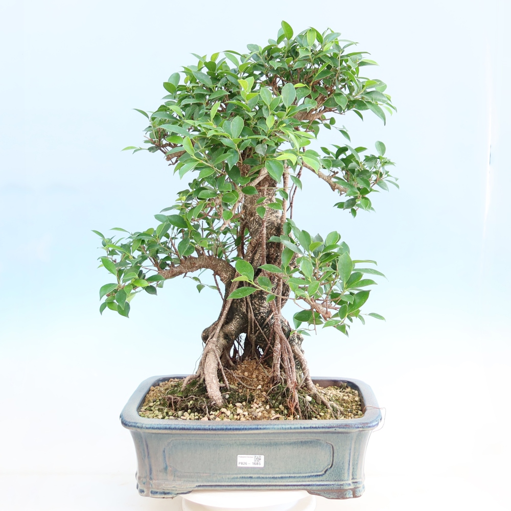 Room bonsai - Ficus kimmen - small-leaved ficus