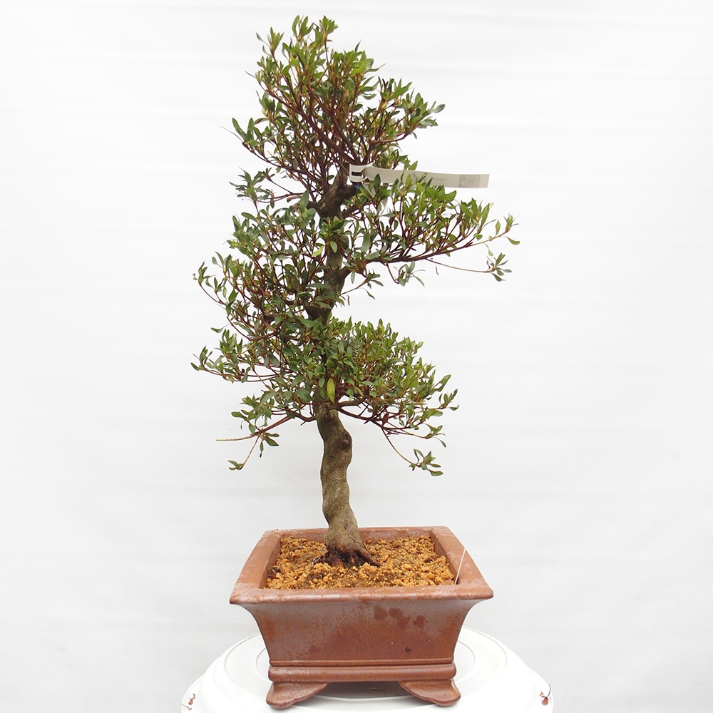 Outdoor bonsai - Japanese azalea - Azalea CHIHIRO