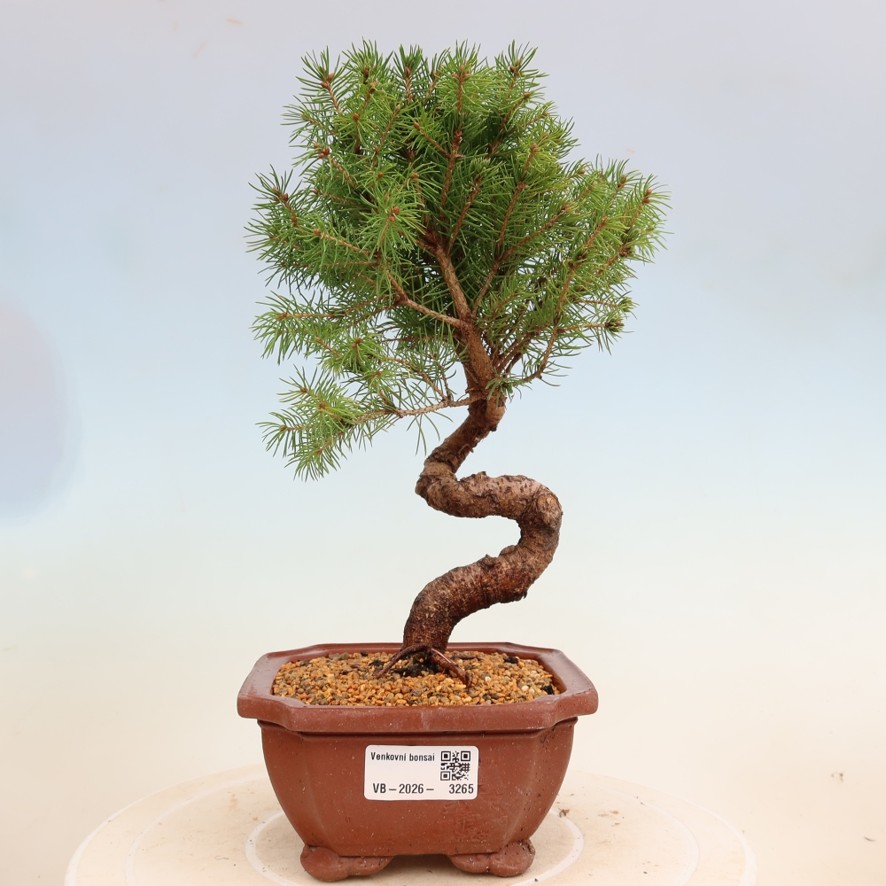 Outdoor bonsai - Spruce - Picea glauca globe