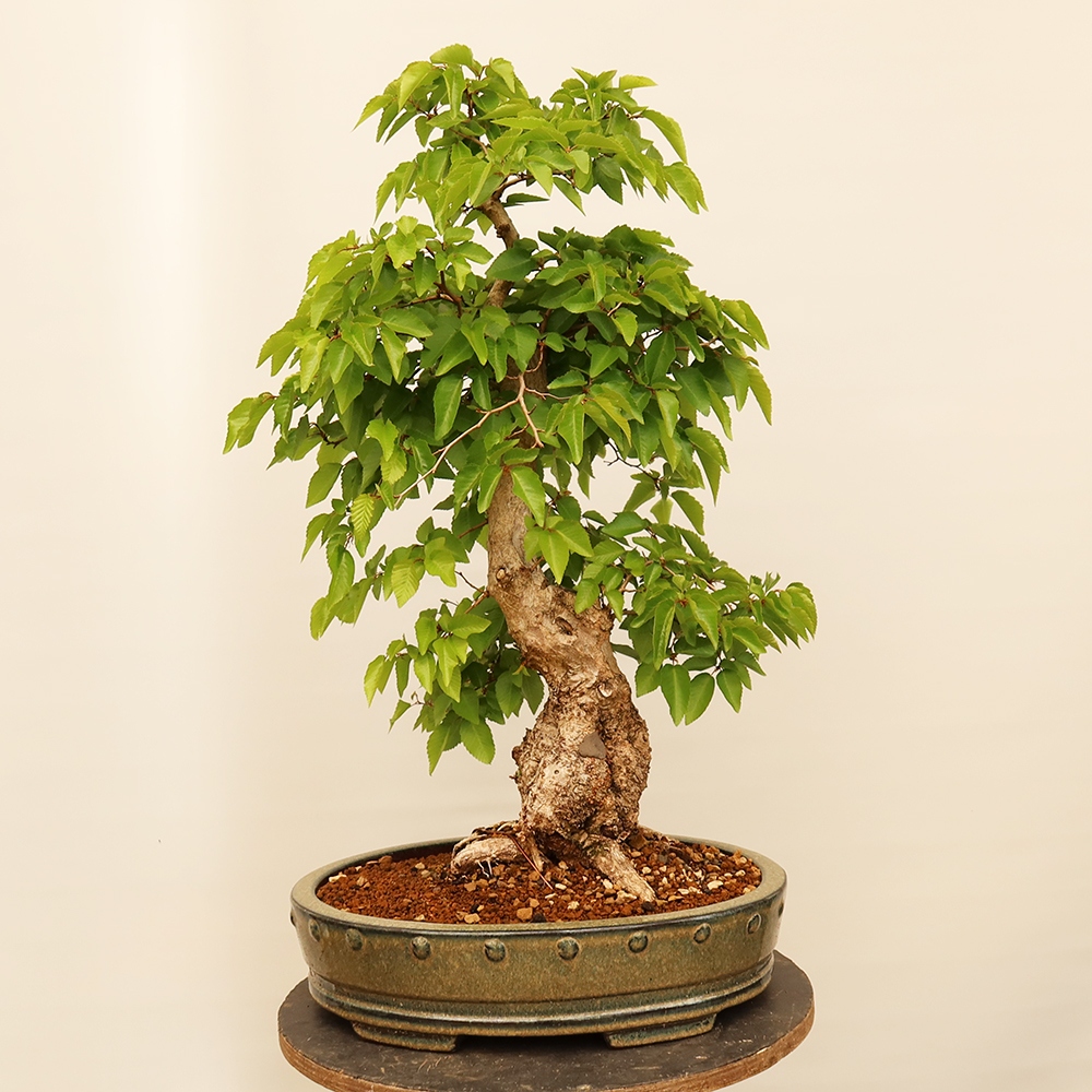 Outdoor bonsai - Carpinus Coreana - Korean hornbeam